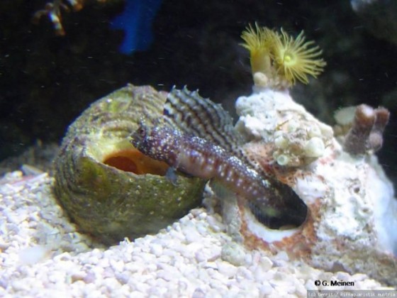 Emblemaria pandionis - Segelflossen-Blenny