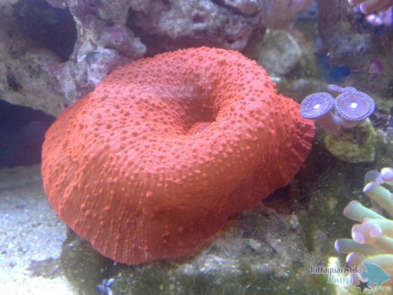 07012010302_passig_gemacht.jpg