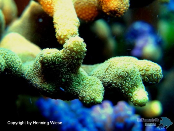Porites lichen-Makro.jpg