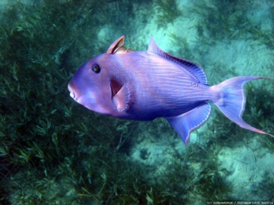 Blaustreifendrückerfisch