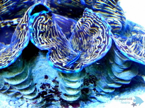 Elacatinus oceanops od. Putzergrundel Neongrundel
