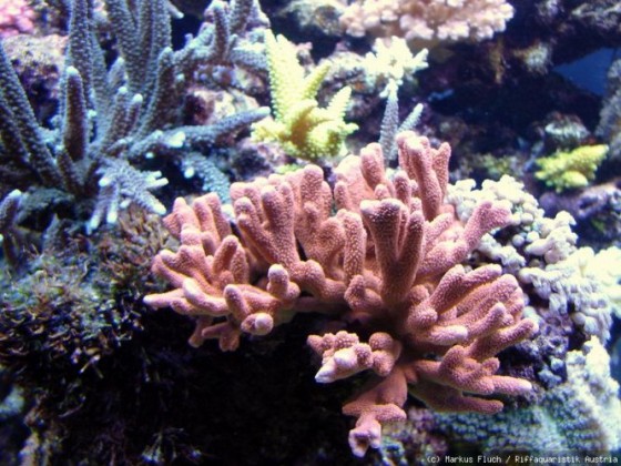 Montipora digidata