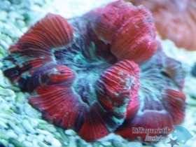 IMG_1845.JPG