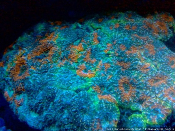 Acanthastrea Echinata 3 färbig