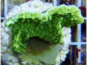 Supergreen Montipora