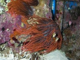 Anemonenteilung2