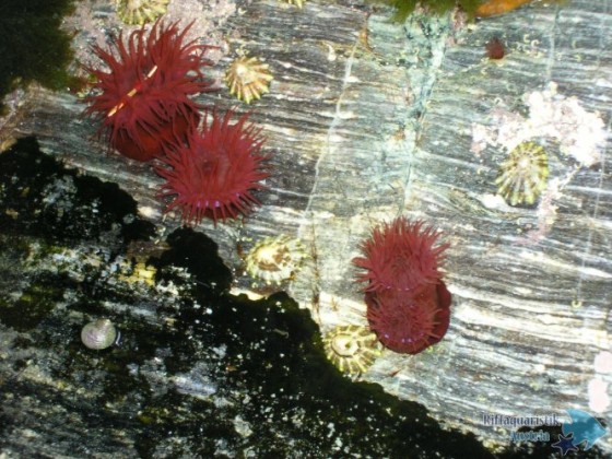 Pferdeaktinie im Gezeitentümpel bei Norwegen