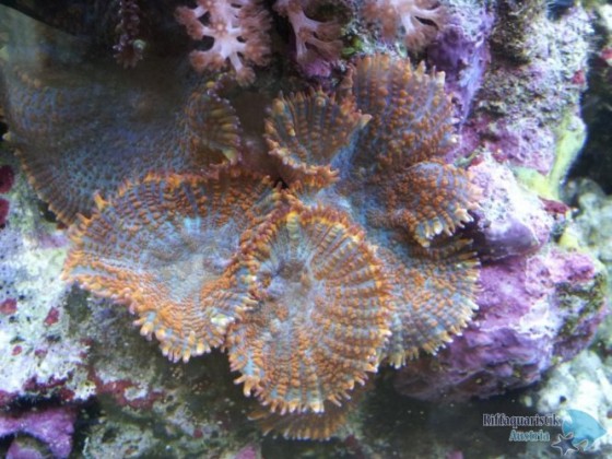 Scheibenanemone