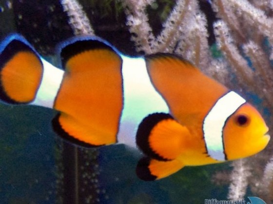 Fälscher Clownfisch