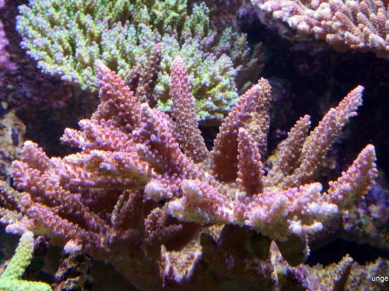 Korallen unter reiner LED Beleuchtung