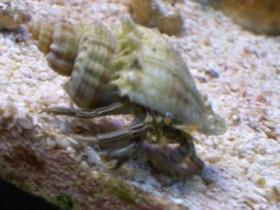 Einsiedler