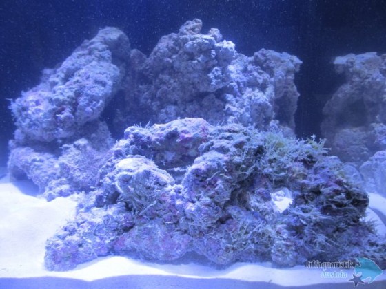 blenny