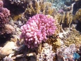 Pocillopora damicornis