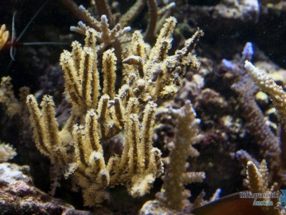 Goniopora