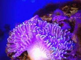 Rotfussanemone