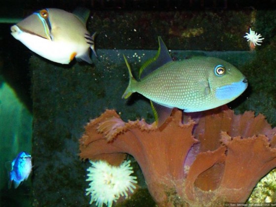 Blaukehldrücker