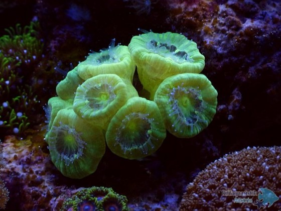 caulastrea 22.4.12.JPG