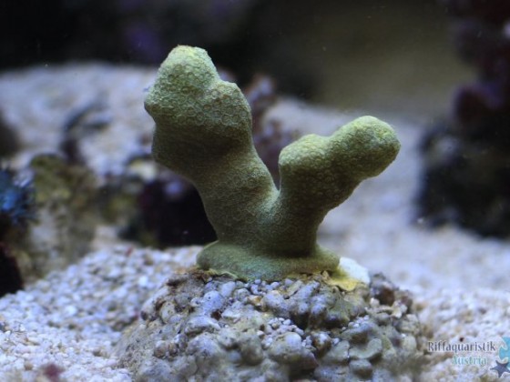 Porites?