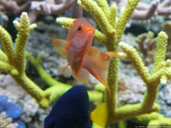 Pseudanthias squamipinnis Männchen