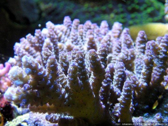 Korallen 6