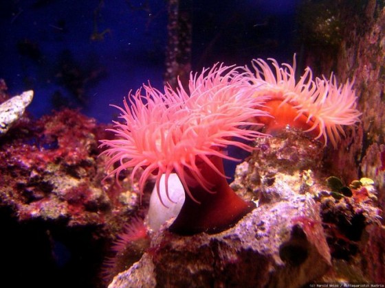 Actinia equina