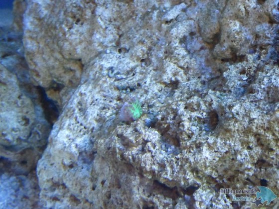 1. Rhodactis Ableger