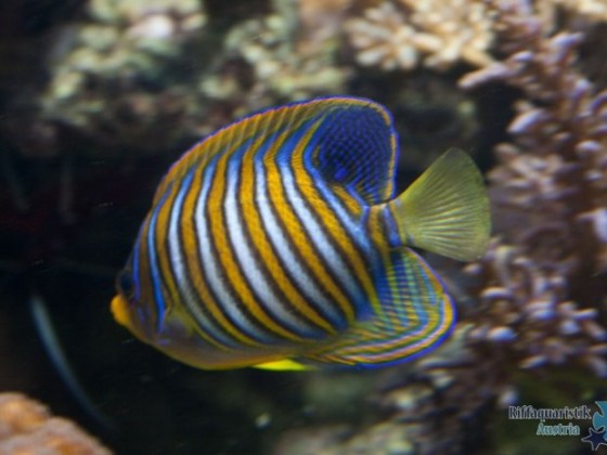 Pygoplites Diacanthus