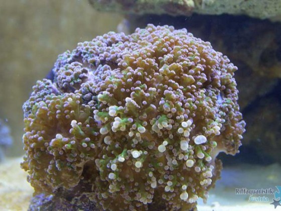 Euphyllia paradivisa