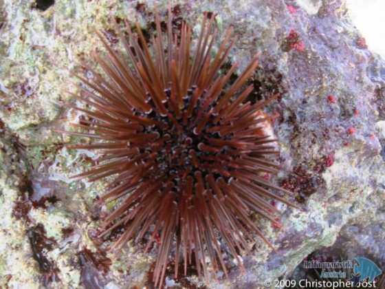 Echinometra mathaei bei Ebbe im Riffwatt