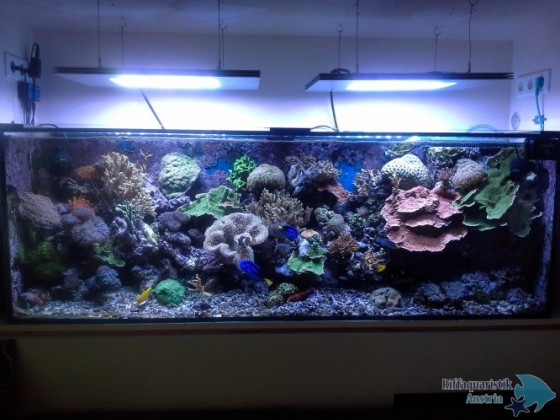 Purgis Aquarium