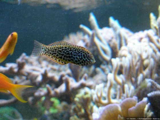 Macropharyngodon meleagris