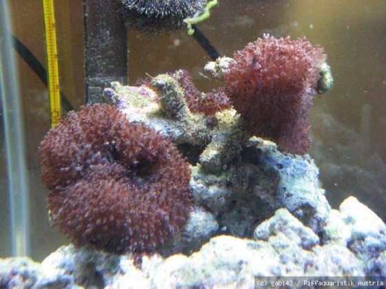 scheibenanemone