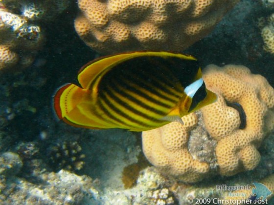 Chaetodon fasciatue