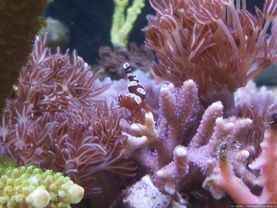Sexy Shrimp