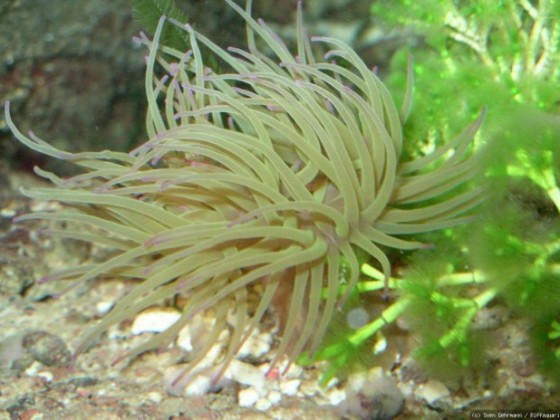 Anemonia viridis mit unbekannter Kalkalge