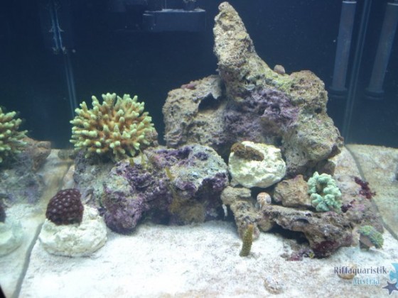 Romans Nano 60L