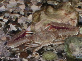 Parthenopoides massena