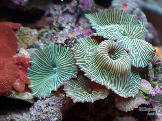 Discosoma