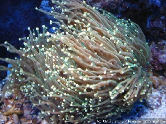 Euphyllia glabrescens