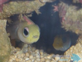 Was für ein Pärchen!