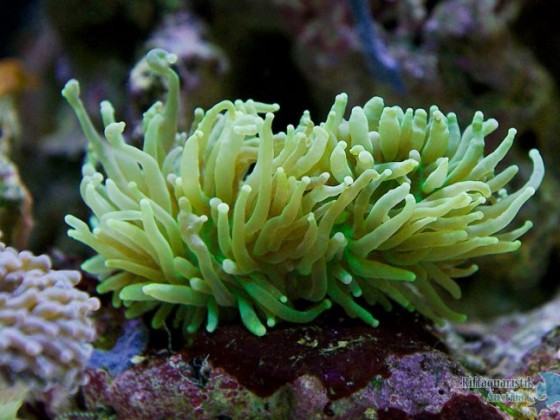 Euphyllia paradivisa?