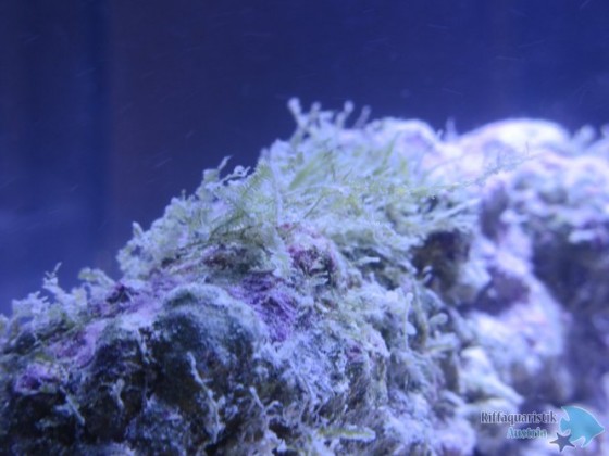 blenny