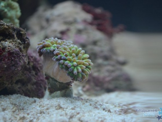 Romans Nano 60L