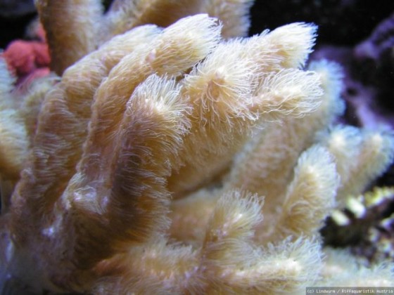 Sinularia