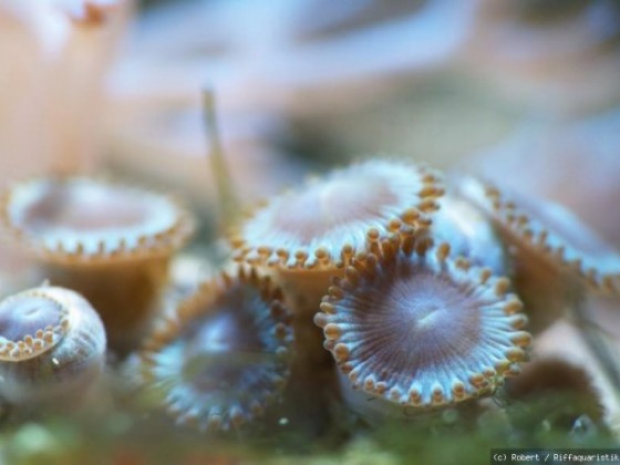 Krustenanemonen