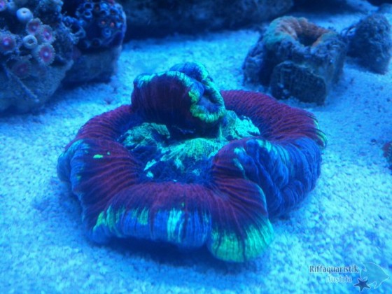 Trachiphylia ( Welsophylia )