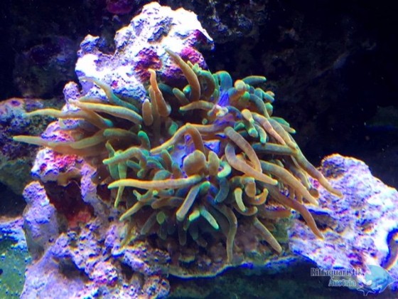 ULTRA Rainbow Anemone