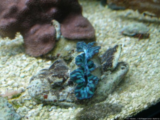 Tridacna 5