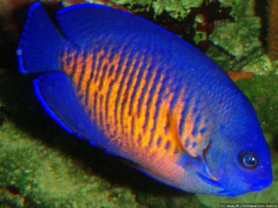 Centropyge bispinosus