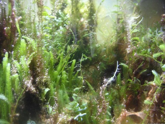 Filterbecken2